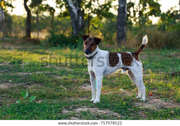Dog breed\
smooth-haired fox terrier on open\
air