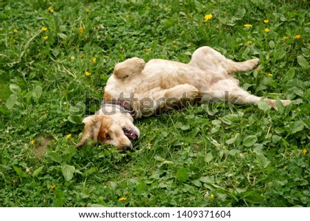 A dog breed spaniel carelessly lying around in the grass and smiling merrily.