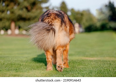 Dog Breed Tibetan Mastiff Go Away On The Grass. Dog Tail. Fluffy Dog