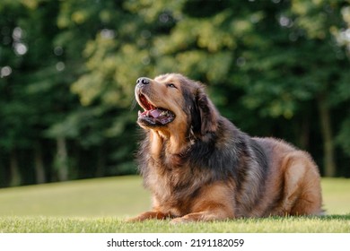 Dog breed Tibetan Mastiff lying down on the grass
