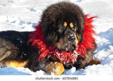 giant red tibetan mastiff