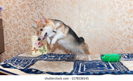 Dog Breed Welsh Corgi Pembroke Jumping On The Couch