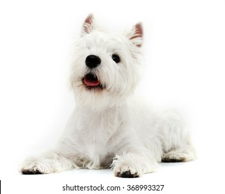 dog breed West Highland White Terrier on a white background