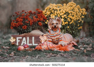 Dog breed Yorkshire terrier sitting on a a plaid in the autumn decor of pumpkins, leaves, chrysanthemums and a wooden sign with the words "Fall"