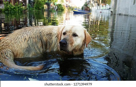 Dog Breeder Labrador Retriever Waded Flood