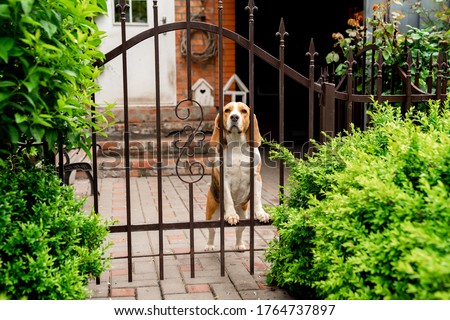 dog breeds Beagle the iron gate in the garden of a country house. pet.