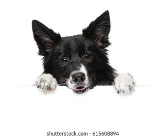 A dog breeds a border collie stands with paws on a white banner or a poster, isolated.