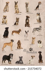 Dog Breeds Poster In Dutch