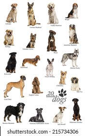 Dog Breeds Poster In English