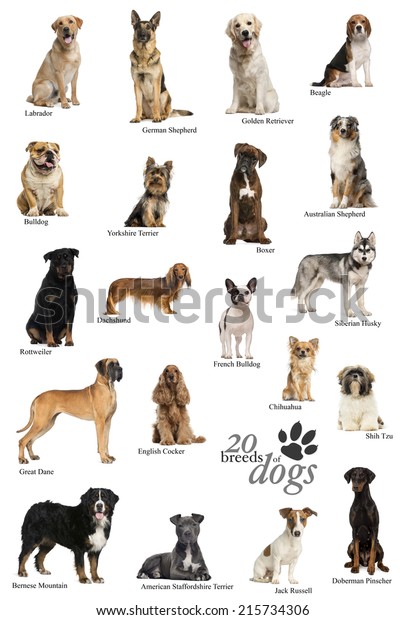 dog breeds and images