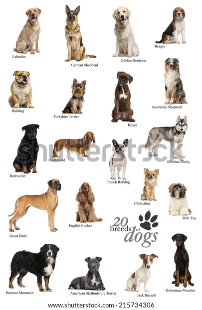 Dog Breeds Poster English Stock Photo Edit Now 215734306