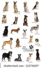 Dog Breeds Poster In French