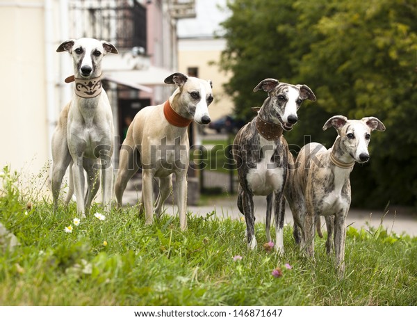 whippet hunting