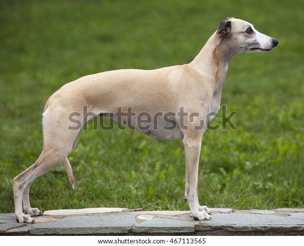 whippet hunting dog