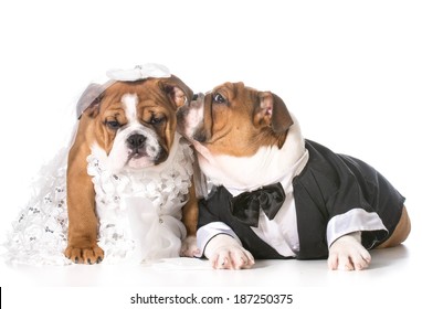 Dog Bride And Groom Puppies