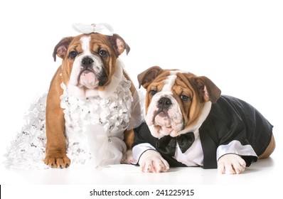 Dog Bride And Groom Puppies