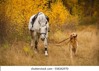 41,600 Horse with dog Images, Stock Photos & Vectors | Shutterstock