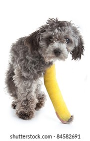 Dog with broken leg in a cast