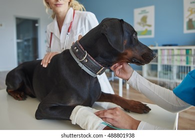 Dog With Broken Leg At The Vet
