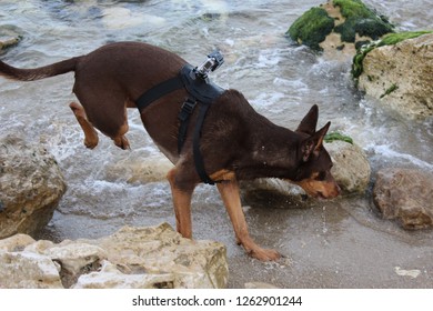 Dog Brown Beach Go Pro Rocks Hiking Traveling