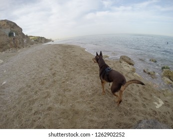 Dog Brown Beach Go Pro Rocks Hiking Traveling