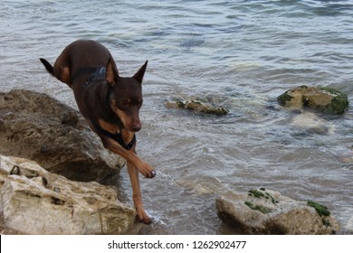 Dog Brown Beach Go Pro Rocks Hiking Traveling