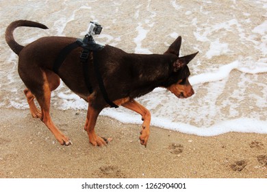 Dog Brown Beach Go Pro Rocks Hiking Traveling