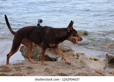 Dog Brown Beach Go Pro Rocks Hiking Traveling