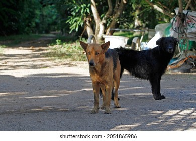 犬 後ろ姿 の写真素材 画像 写真 Shutterstock