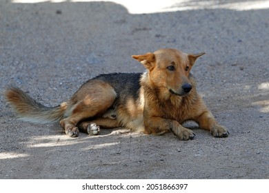 犬 後ろ姿 の写真素材 画像 写真 Shutterstock