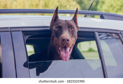 Dog Brown Doberman Looks Out Of The Side Window Of The Car. Close-up