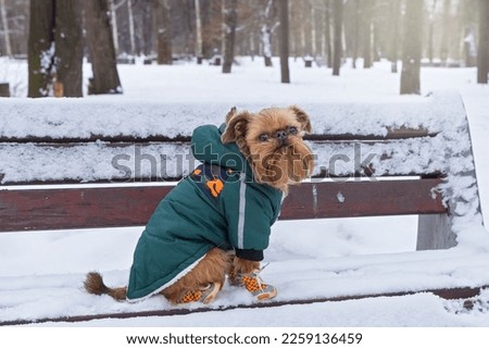 Dog of the Brussels griffin breed sits on a bench in winter in a jacket and boots