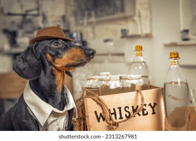 Dog brutal gangster bootlegger in cowboy hat, illegal homemade production of alcoholic beverage. Stylish wooden box of kraut whiskey in glass bottles with cork. Advertisement for men elite club, gift 