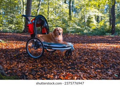 Dog buggy with golden retriever with injured leg being taken out for a walk in the autumn woods - Shutterstock ID 2375776947