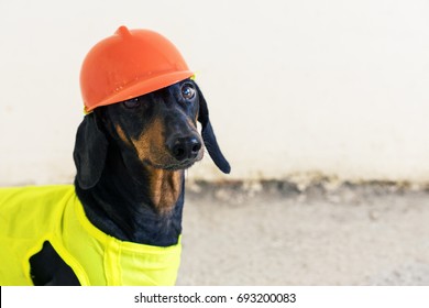 Dog builder dachshund in an orange construction helmet at the white background