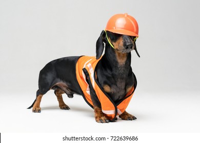 dog in a helmet