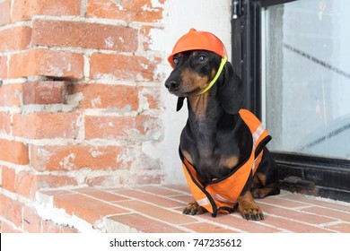 dog builder dachshund in an orange construction helmet and a vest, against a red brick wall and a dirty window 