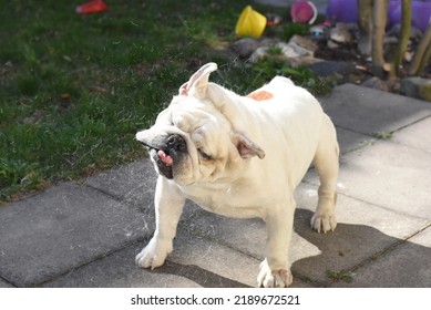 Dog Bulldog Itchy Fat Boy Friend White Slow Motion 