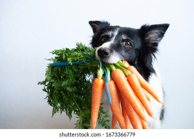 Dog with bunch of carrots in mouth. Portrait with black and white border collie with vegetable.