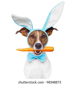 Dog With Bunny Ears And A Carrot