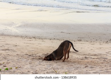 Dog Burying His Head In The Sand At Rayong Beach,Thailand.