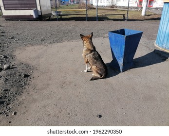 Dog At The Bus Stop 