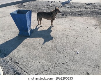 Dog At The Bus Stop 