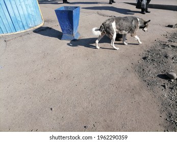 Dog At The Bus Stop 