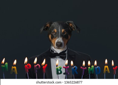 365 Business Anniversary Dogs Images, Stock Photos & Vectors 