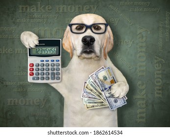 A dog businessman in glasses is holding a calculator and a fan of dollars. Make money. Green background.