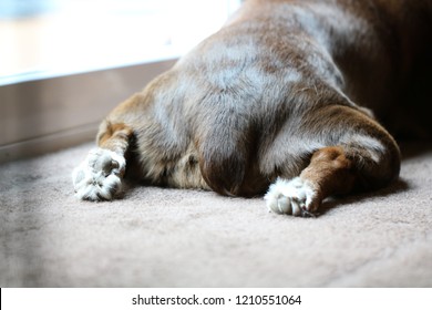 Dog Butt, Legs, And Paws Laying On Rug