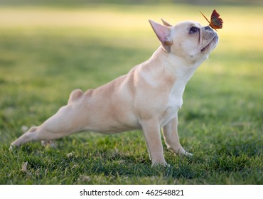 Dog And Butterfly