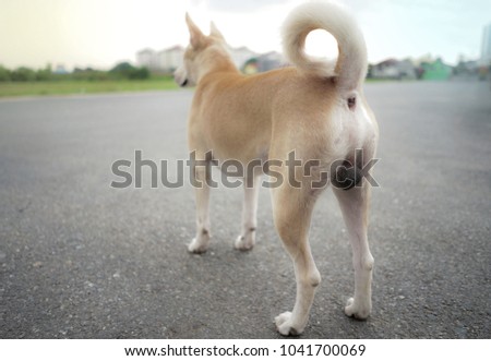 Scrotum and anus remarkable Apologise, scrotum and anus consider