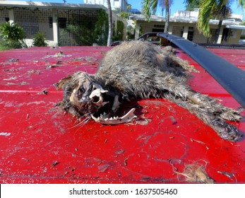 Dog Cadaver On A Car